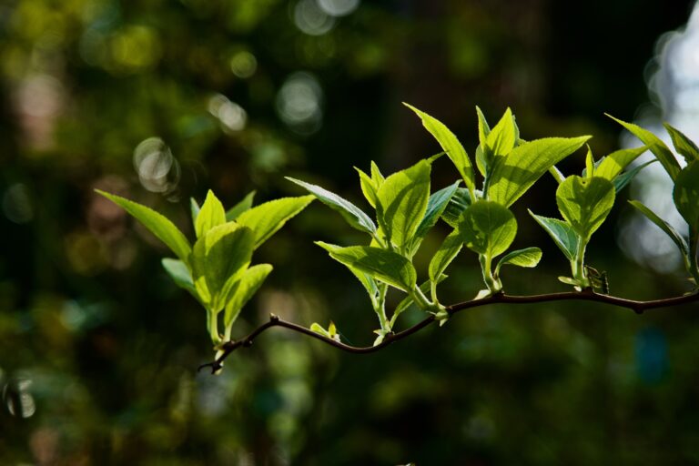 Protected: The Garden